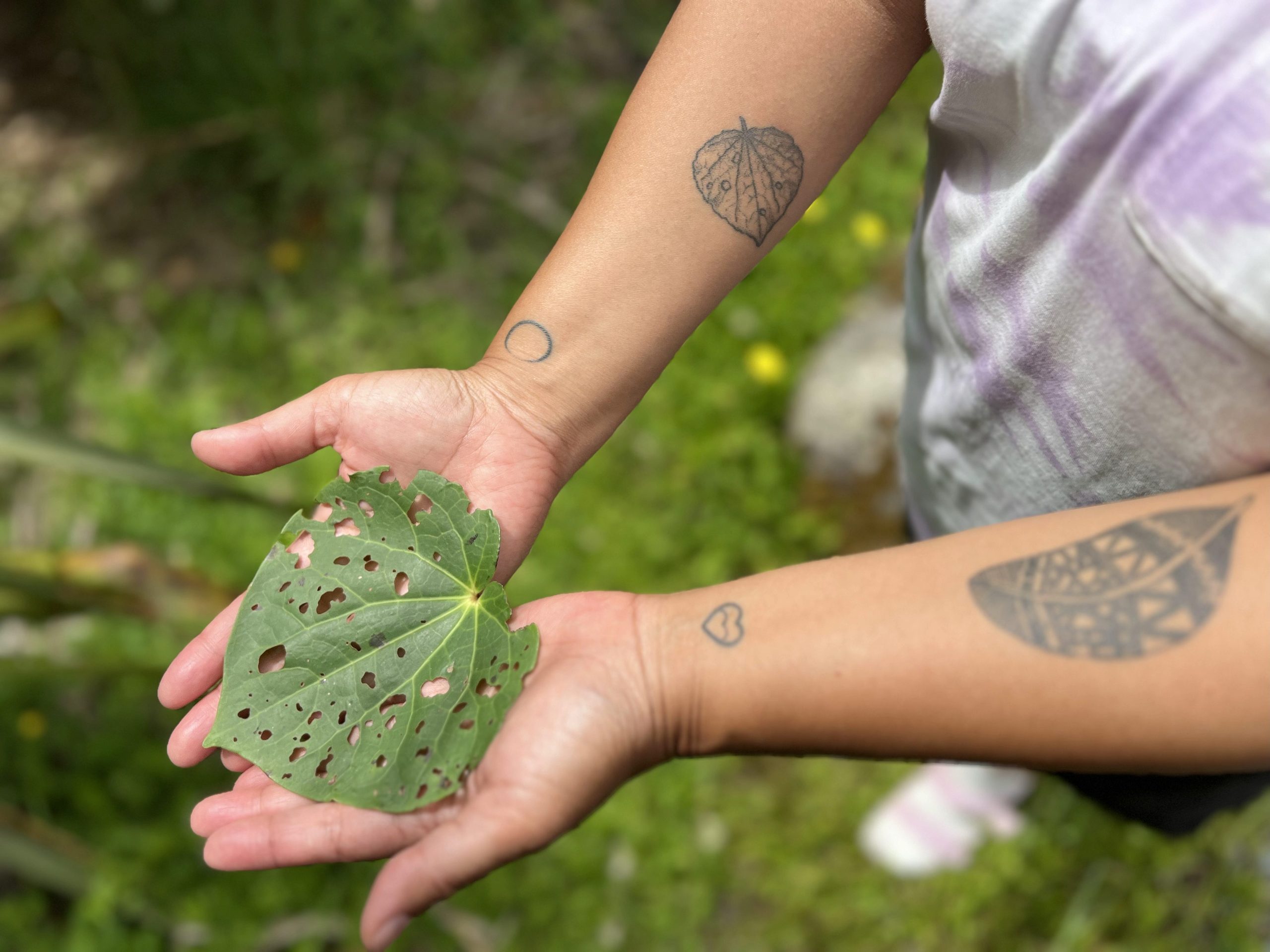 oustretched palms with a kawakawa leaf on them